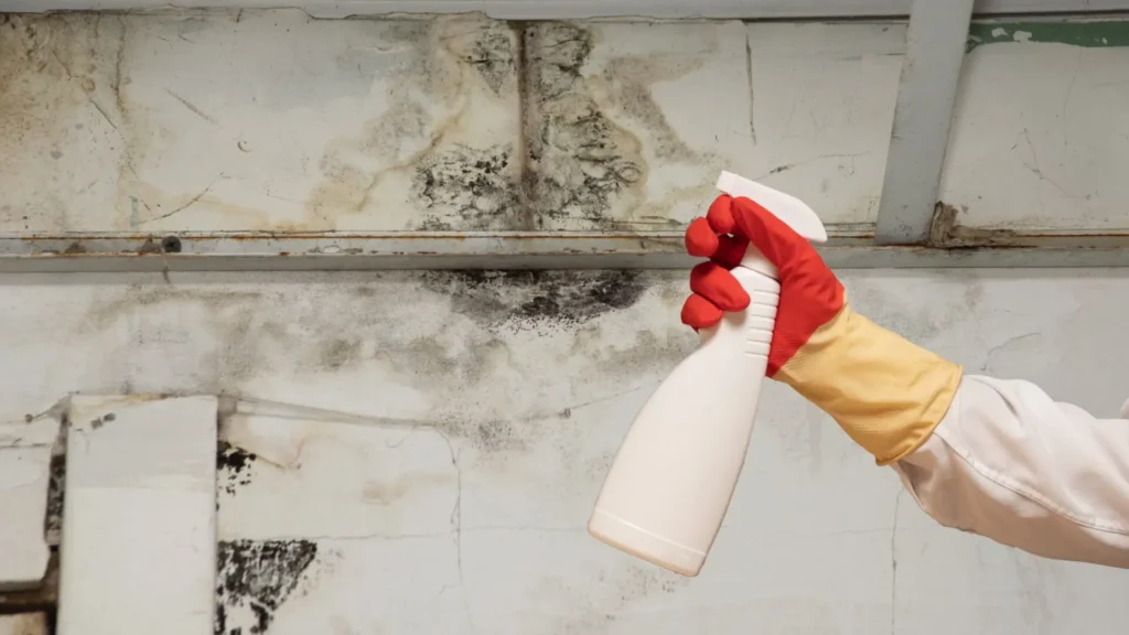 melbourne mould removal