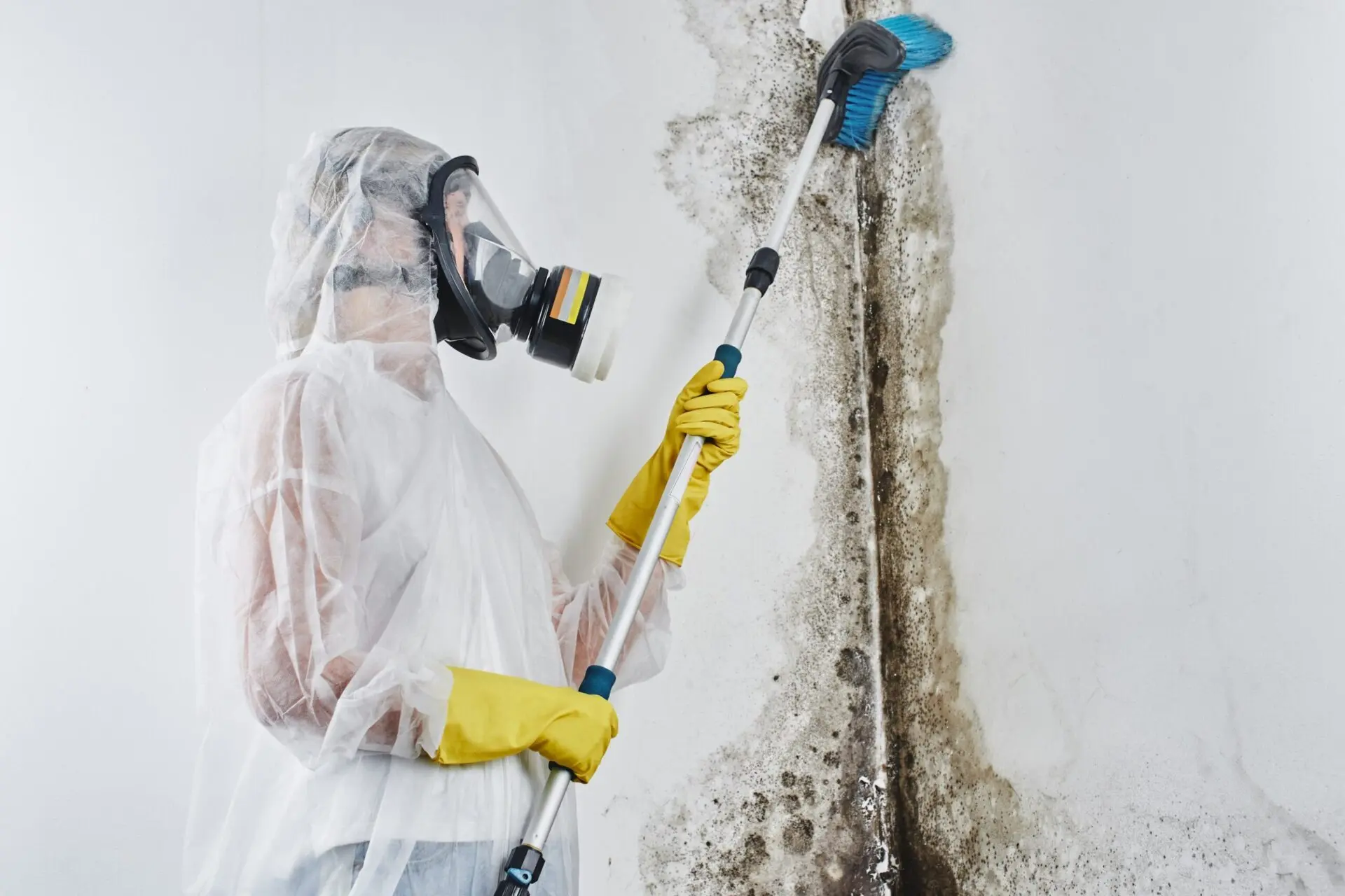 Mould remediation melbourne 